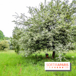 L'Arboretum de Versailles - Chevreloup