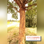 L'Arboretum de Versailles - Chevreloup