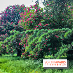 L'Arboretum de Versailles - Chevreloup