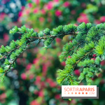 L'Arboretum de Versailles - Chevreloup