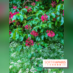 L'Arboretum de Versailles - Chevreloup