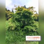 L'Arboretum de Versailles - Chevreloup