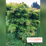 L'Arboretum de Versailles - Chevreloup