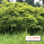 L'Arboretum de Versailles - Chevreloup