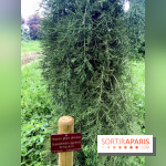 L'Arboretum de Versailles - Chevreloup