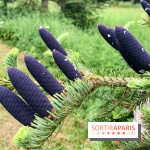 L'Arboretum de Versailles - Chevreloup