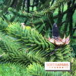 L'Arboretum de Versailles - Chevreloup