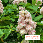 L'Arboretum de Versailles - Chevreloup