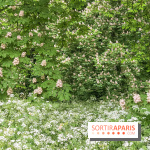 L'Arboretum de Versailles - Chevreloup