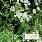 L'Arboretum de Versailles - Chevreloup