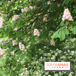 L'Arboretum de Versailles - Chevreloup