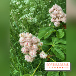 L'Arboretum de Versailles - Chevreloup