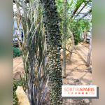 L'Arboretum de Versailles - Chevreloup