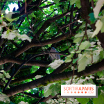 Fête de la Nature 2018 : les oiseaux de Paris