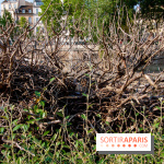 Fête de la Nature 2018 : les oiseaux de Paris