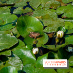 Fête de la Nature 2018 : les oiseaux de Paris