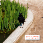 Fête de la Nature 2018 : les oiseaux de Paris