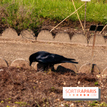 Fête de la Nature 2018 : les oiseaux de Paris