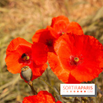 Fête de la Nature 2018 : les oiseaux de Paris