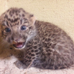 Des bébés panthères de Chine au Zoosafari de Thoiry