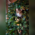 Comment choisir son sapin de Noël ? 