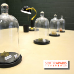 BlueDreamLab le spécialiste de la vente de cannabis CBD