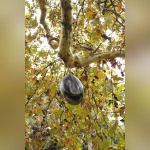 FIAC 2012 au Jardin des Plantes