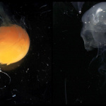 Pauline Daniel - Festival International de la Photographie Culinaire 2012