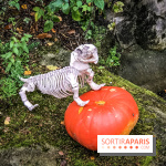 Halloween à la Mer de Sable 2018, les photos