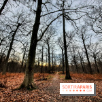 visuel île de france - balade forêt - nature