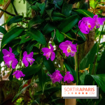 Mille et une Orchidées 2019 au Jardin des Plantes, les photos