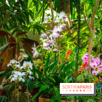Mille et une Orchidées 2019 au Jardin des Plantes, les photos