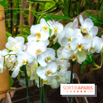 Mille et une Orchidées 2019 au Jardin des Plantes, les photos