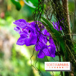 Mille et une Orchidées 2019 au Jardin des Plantes, les photos
