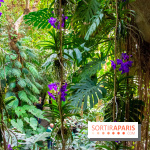 Mille et une Orchidées 2019 au Jardin des Plantes, les photos