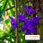Mille et une Orchidées 2019 au Jardin des Plantes, les photos