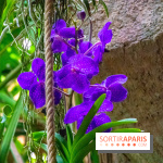 Mille et une Orchidées 2019 au Jardin des Plantes, les photos