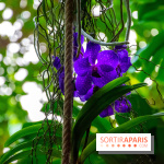 Mille et une Orchidées 2019 au Jardin des Plantes, les photos
