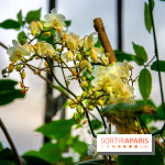 Mille et une Orchidées 2019 au Jardin des Plantes, les photos