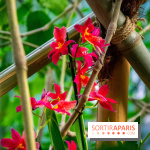 Mille et une Orchidées 2019 au Jardin des Plantes, les photos