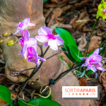 Mille et une Orchidées 2019 au Jardin des Plantes, les photos