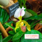 Mille et une Orchidées 2019 au Jardin des Plantes, les photos