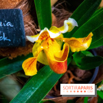 Mille et une Orchidées 2019 au Jardin des Plantes, les photos