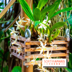 Mille et une Orchidées 2019 au Jardin des Plantes, les photos