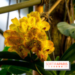 Mille et une Orchidées 2019 au Jardin des Plantes, les photos