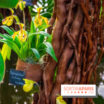 Mille et une Orchidées 2019 au Jardin des Plantes, les photos