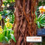 Mille et une Orchidées 2019 au Jardin des Plantes, les photos