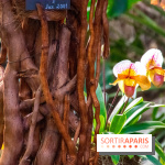 Mille et une Orchidées 2019 au Jardin des Plantes, les photos