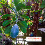 Mille et une Orchidées 2019 au Jardin des Plantes, les photos