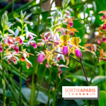 Mille et une Orchidées 2019 au Jardin des Plantes, les photos